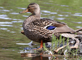mallard hen