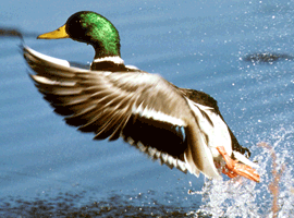 mallard drake