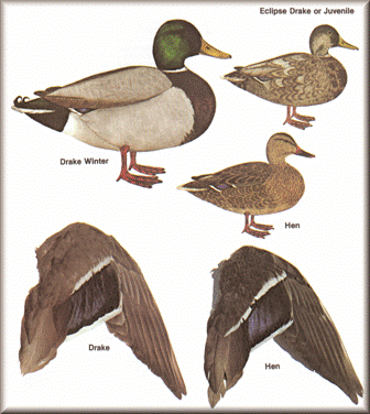 Mallard