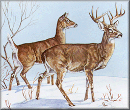 Medium Sized Big Game