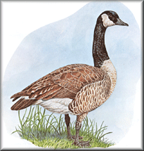 Migratory Birds