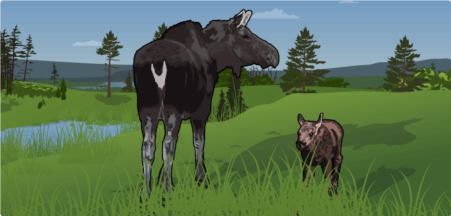 Cow and Calf