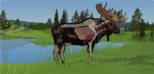 Moose Vitals