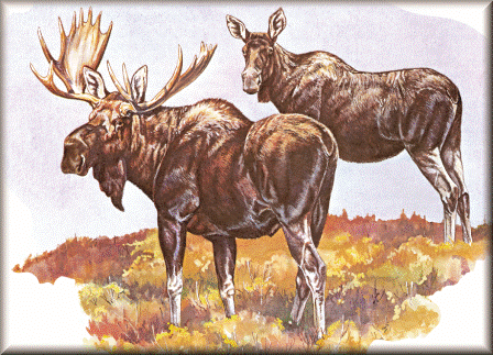 Moose