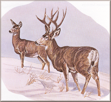 Mule Deer