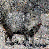 Javelina