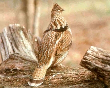 Ruffed Grouse