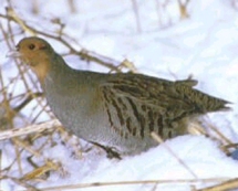 Hungarian (Grey) Partridge