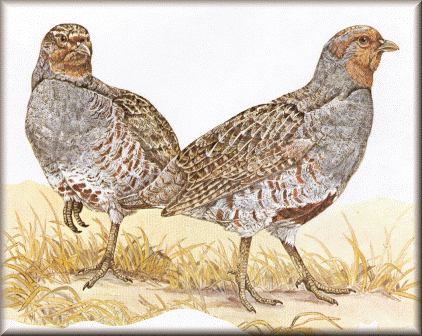 Gray Partridge Hungarian Partridge