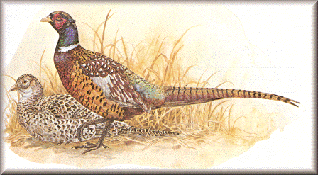 Ring-Necked Pheasant Ring-Necked Pheasant