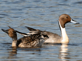 pintail hen 