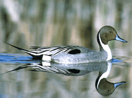pintail drake 