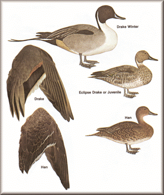 Pintail