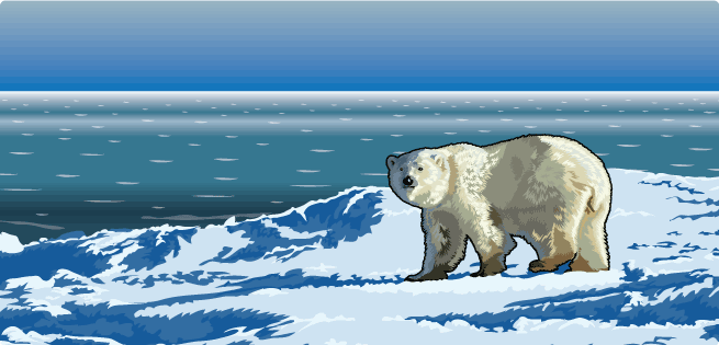 Polar Bear