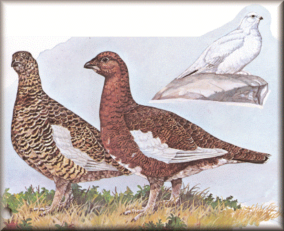 Bobwhite Quail Ptarmigan