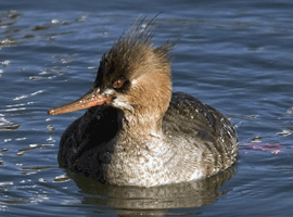 breasted merganser hen 