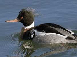 breasted merganser drake 