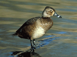 ring necked hen 