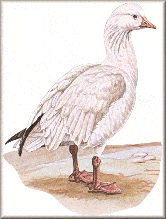 Ross Goose