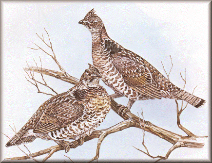 Ruffed Grouse Ruffed Grouse
