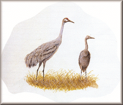 Sandhill Crane