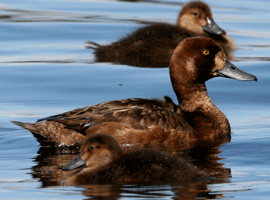 scaup hen 