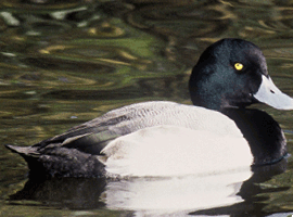 scaup drake 