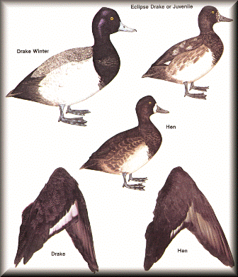 Scaup
