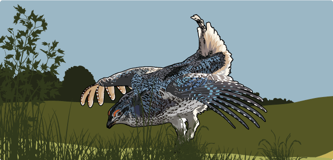 SharpTailedGrouse