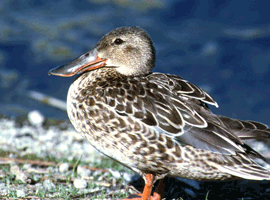 shoveler hen