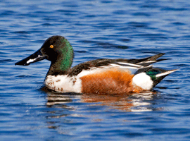 shoveler drake