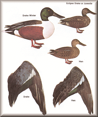 Shoveler