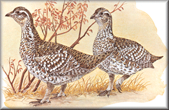 Upland Birds