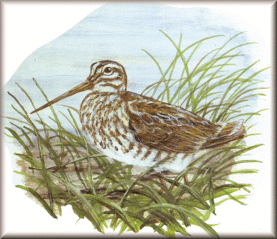 Common Snipe