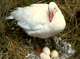 snow goose hen 