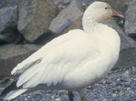 snow goose drake 