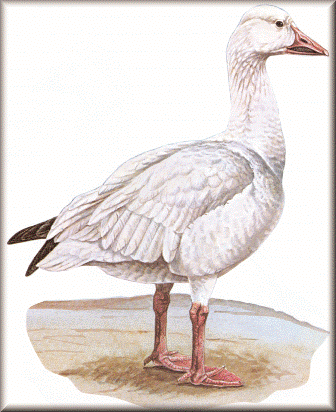 Snow Goose