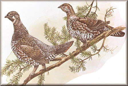 Spruce Grouse Spruce Grouse