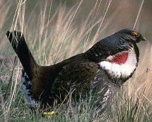 Blue Grouse