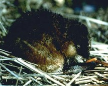 Muskrat