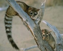 Ringtail