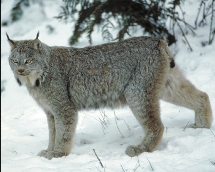 Lynx