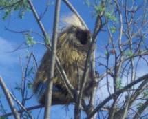 porcupine