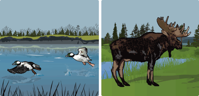 What to Hunt