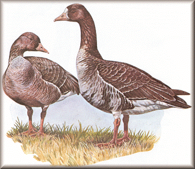 Whitefront Goose