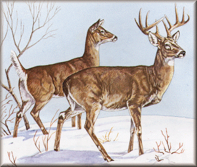 White-tailed Deer