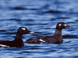 scoter hen