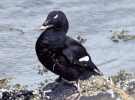 scoter drake 