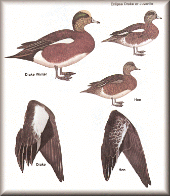 Wigeon