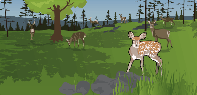 Wildlife Conservation